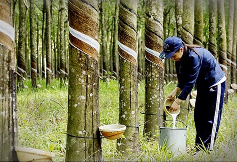 11-month rubber export revenue reaches US$2.51 billion